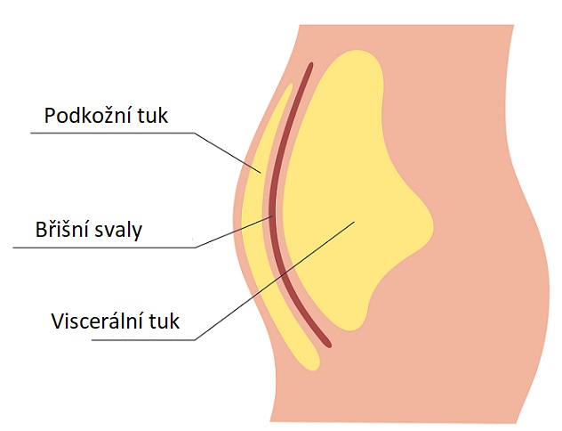 Viscerální tuk je pro naše zdraví nebezpečný