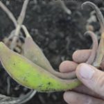 Ďáblův (čertův) dráp (Harpagophytum procumbens) a jeho účinky na zdraví