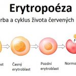 Erytropoéza – vývoj červených krvinek – jak a kde probíhá?