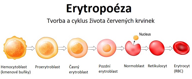 Erytropoéza - ilustrace