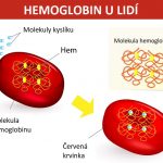 Vše o hemoglobinu – jeho funkce, hodnoty – vše co potřebujete vědět