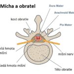 Syndrom fixované míchy (fixovaná mícha) – příznaky, příčiny a léčba