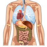 Situs inversus – vrozená anomálie uložení orgánů v těle