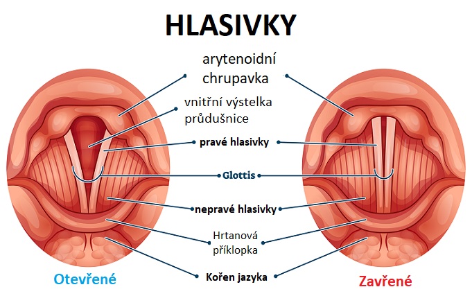 Hlasivky - ilustrace
