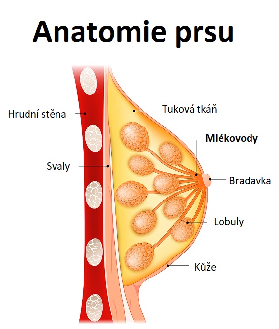 Anatomie prsu