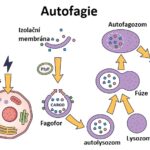 Autofagie a půst: jak to funguje?