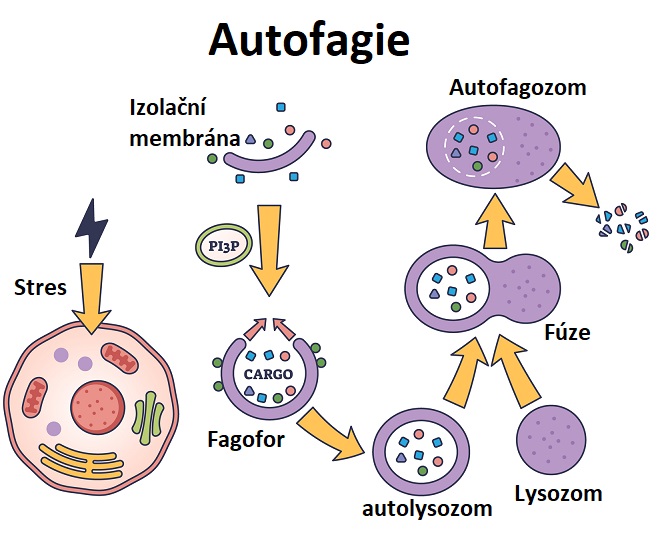 Autofagie - ilustrace