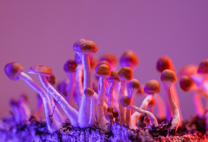 Při kontrolovaném použití a za přítomnosti odborníků je psilocybin považován za relativně bezpečný.