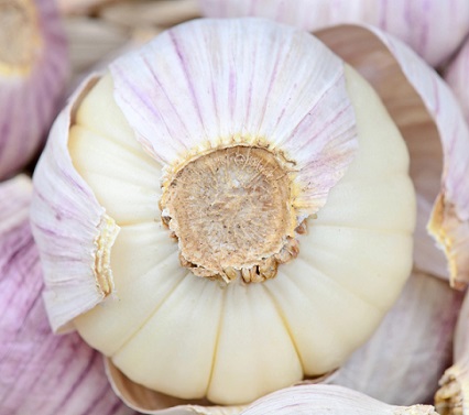 Alergie na česnek je vzácná, ale skutečná reakce imunitního systému na určité bílkoviny obsažené v česneku (Allium sativum).