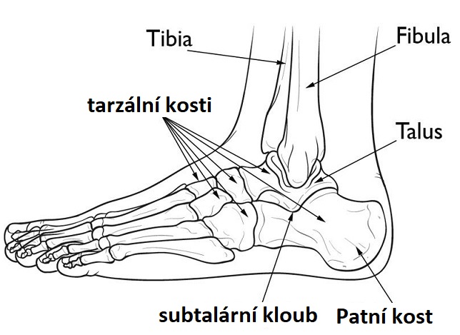 Anatomie chodidla - ilustrace